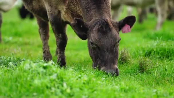 Gestüt Angus Wagyu Murray Grey Milch Und Rindvieh Kühe Und — Stockvideo