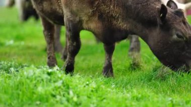 Aygır Angus, wagyu, Murray Grey, Süt ve sığır İnekleri ve bir tarlada otlayan boğalar. Avustralya 'da bir tarım çiftliğinde yetiştirilen hayvanlar organik ve serbest..