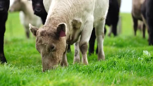 Stud Angus Wagyu Murray Grey Dairy Beef Koeien Stieren Grazen — Stockvideo