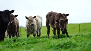 Aygır Angus, wagyu, Murray Grey, Süt ve sığır İnekleri ve bir tarlada otlayan boğalar. Avustralya 'da bir tarım çiftliğinde yetiştirilen hayvanlar organik ve serbest..