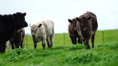 Aygır Angus, wagyu, Murray Grey, Süt ve sığır İnekleri ve bir tarlada otlayan boğalar. Avustralya 'da bir tarım çiftliğinde yetiştirilen hayvanlar organik ve serbest..