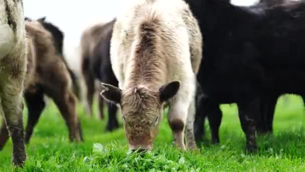 种马的安格斯 马车雨 穆雷灰色 奶牛和牛群在草地和牧场上吃草 这些动物是有机和自由的 生长在澳大利亚的一个农场里 — 图库视频影像