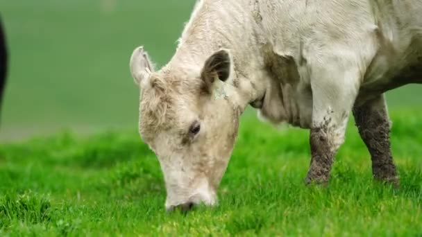 Stud Angus Wagyu Murray Cinza Laticínios Vaca Vacas Touros Pastando — Vídeo de Stock