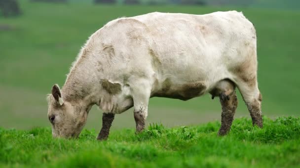 Aygır Angus Wagyu Murray Grey Süt Sığır Nekleri Bir Tarlada — Stok video