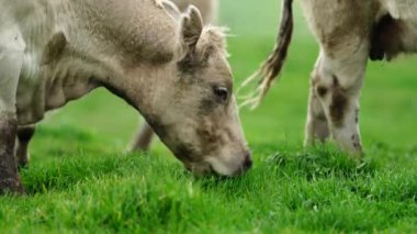 Aygır Angus, wagyu, Murray Grey, Süt ve sığır İnekleri ve bir tarlada otlayan boğalar. Avustralya 'da bir tarım çiftliğinde yetiştirilen hayvanlar organik ve serbest..