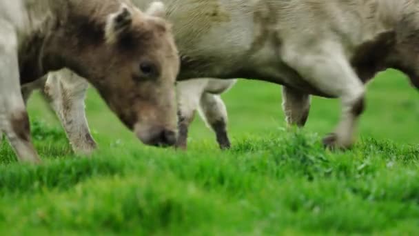 Hřebec Angus Wagyu Murray Grey Mléčné Hovězí Krávy Býci Pasoucí — Stock video