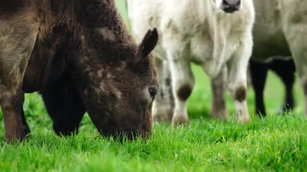 Stud Angus Wagyu Murray Grey Lait Boeuf Vaches Taureaux Broutant — Video