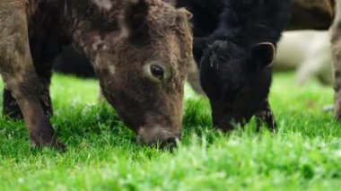 Aygır Angus, wagyu, Murray Grey, Süt ve sığır İnekleri ve bir tarlada otlayan boğalar. Avustralya 'da bir tarım çiftliğinde yetiştirilen hayvanlar organik ve serbest..
