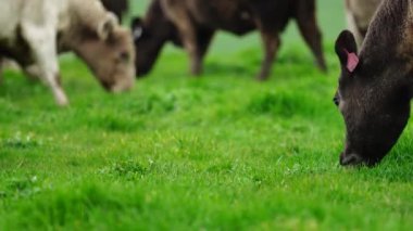 Aygır Angus, wagyu, Murray Grey, Süt ve sığır İnekleri ve bir tarlada otlayan boğalar. Avustralya 'da bir tarım çiftliğinde yetiştirilen hayvanlar organik ve serbest..