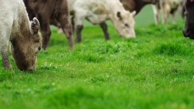Aygır Angus, wagyu, Murray Grey, Süt ve sığır İnekleri ve bir tarlada otlayan boğalar. Avustralya 'da bir tarım çiftliğinde yetiştirilen hayvanlar organik ve serbest..
