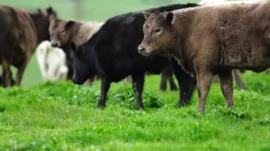 Aygır Angus, wagyu, Murray Grey, Süt ve sığır İnekleri ve bir tarlada otlayan boğalar. Avustralya 'da bir tarım çiftliğinde yetiştirilen hayvanlar organik ve serbest..