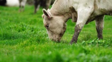 Aygır Angus, wagyu, Murray Grey, Süt ve sığır İnekleri ve bir tarlada otlayan boğalar. Avustralya 'da bir tarım çiftliğinde yetiştirilen hayvanlar organik ve serbest..