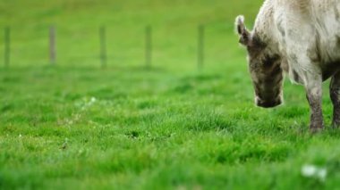Aygır Angus, wagyu, Murray Grey, Süt ve sığır İnekleri ve bir tarlada otlayan boğalar. Avustralya 'da bir tarım çiftliğinde yetiştirilen hayvanlar organik ve serbest..