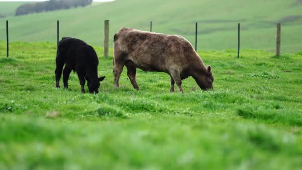 Hřebec Angus Wagyu Murray Grey Mléčné Hovězí Krávy Býci Pasoucí — Stock video