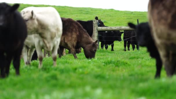 Stud Touros Carne Vacas Pastando Grama Campo Austrália Comer Feno — Vídeo de Stock