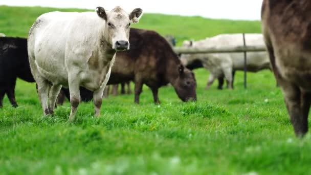 在澳大利亚 种牛和奶牛正在田里吃草 吃干草和青贮 品种包括斑点公园 杂草丛生的灰色 Angus Brangus和Wagyu — 图库视频影像