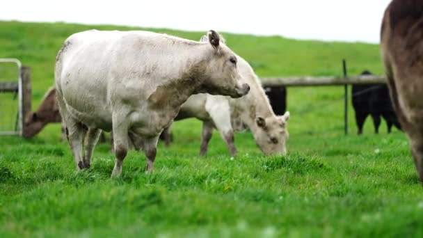 在澳大利亚 种牛和奶牛正在田里吃草 吃干草和青贮 品种包括斑点公园 杂草丛生的灰色 Angus Brangus和Wagyu — 图库视频影像