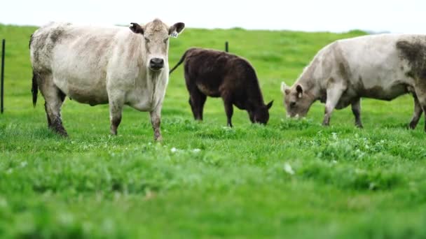 Stud Touros Carne Vacas Pastando Grama Campo Austrália Comer Feno — Vídeo de Stock