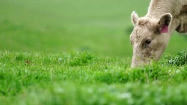  Avustralya 'da bir tarlada otlayan damızlık sığır ve sığır eti. saman ve tohum yiyorlar. Türleri arasında benekli park, Murray Grey, Angus, Brangus ve Wagyu bulunur..