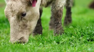  Avustralya 'da bir tarlada otlayan damızlık sığır ve sığır eti. saman ve tohum yiyorlar. Türleri arasında benekli park, Murray Grey, Angus, Brangus ve Wagyu bulunur..