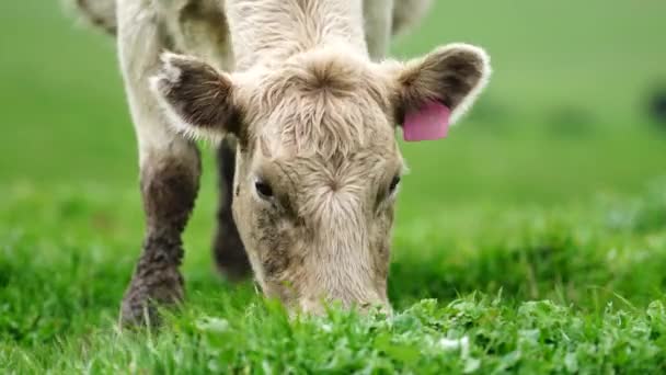 Stud Rundstieren Koeien Grazen Gras Een Veld Australië Hooi Kuilvoer — Stockvideo