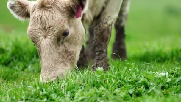 Stud Beef Bulls Cows Grazing Grass Field Australia Eating Hay — Stock Video