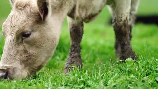 Tori Carne Mucche Che Pascolano Sull Erba Campo Australia Mangiare — Video Stock