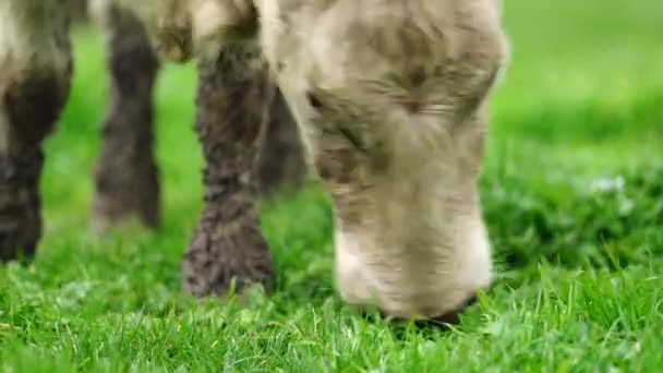 Stud Touros Carne Vacas Pastando Grama Campo Austrália Comer Feno — Vídeo de Stock