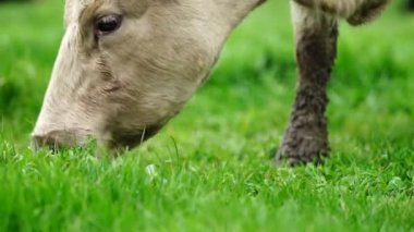 Avustralya 'da bir tarlada otlayan damızlık sığır ve sığır eti. saman ve tohum yiyorlar. Türleri arasında benekli park, Murray Grey, Angus, Brangus ve Wagyu bulunur..