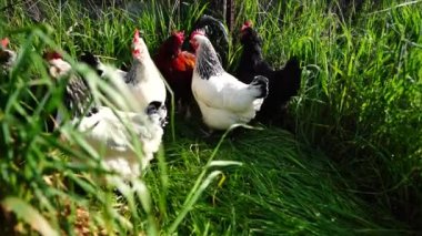  Avustralya 'da bir tarlada otlayan damızlık sığır ve sığır eti. saman ve tohum yiyorlar. Türleri arasında benekli park, Murray Grey, Angus, Brangus ve Wagyu bulunur..