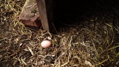  Avustralya 'da bir tarlada otlayan damızlık sığır ve sığır eti. saman ve tohum yiyorlar. Türleri arasında benekli park, Murray Grey, Angus, Brangus ve Wagyu bulunur..