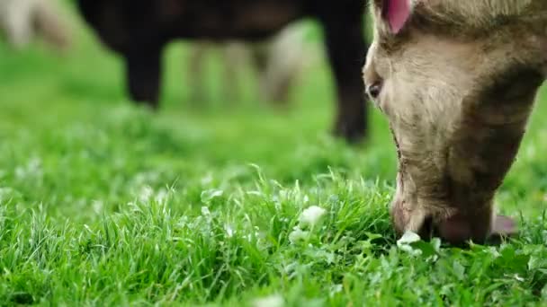 Stud Rundstieren Koeien Grazen Gras Een Veld Australië Hooi Kuilvoer — Stockvideo