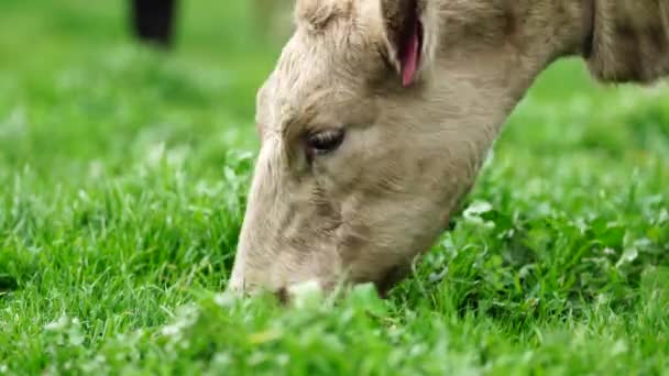 Toros Vacas Pastando Hierba Campo Australia Comiendo Heno Ensilado Razas — Vídeo de stock