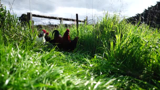 Stud Beef Bulls Cows Grazing Grass Field Australia Eating Hay — Stock Video