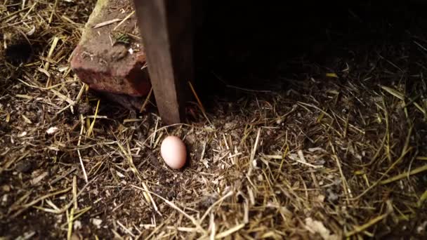 Stud Rundstieren Koeien Grazen Gras Een Veld Australië Hooi Kuilvoer — Stockvideo