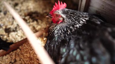  Avustralya 'da bir tarlada otlayan damızlık sığır ve sığır eti. saman ve tohum yiyorlar. Türleri arasında benekli park, Murray Grey, Angus, Brangus ve Wagyu bulunur..