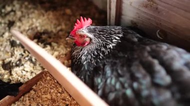  Avustralya 'da bir tarlada otlayan damızlık sığır ve sığır eti. saman ve tohum yiyorlar. Türleri arasında benekli park, Murray Grey, Angus, Brangus ve Wagyu bulunur..