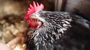  Avustralya 'da bir tarlada otlayan damızlık sığır ve sığır eti. saman ve tohum yiyorlar. Türleri arasında benekli park, Murray Grey, Angus, Brangus ve Wagyu bulunur..