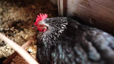  Avustralya 'da bir tarlada otlayan damızlık sığır ve sığır eti. saman ve tohum yiyorlar. Türleri arasında benekli park, Murray Grey, Angus, Brangus ve Wagyu bulunur..