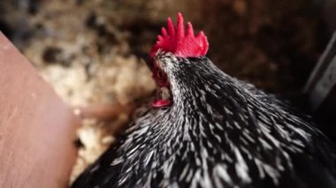  Avustralya 'da bir tarlada otlayan damızlık sığır ve sığır eti. saman ve tohum yiyorlar. Türleri arasında benekli park, Murray Grey, Angus, Brangus ve Wagyu bulunur..