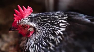  Avustralya 'da bir tarlada otlayan damızlık sığır ve sığır eti. saman ve tohum yiyorlar. Türleri arasında benekli park, Murray Grey, Angus, Brangus ve Wagyu bulunur..