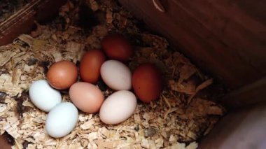  Avustralya 'da bir tarlada otlayan damızlık sığır ve sığır eti. saman ve tohum yiyorlar. Türleri arasında benekli park, Murray Grey, Angus, Brangus ve Wagyu bulunur..