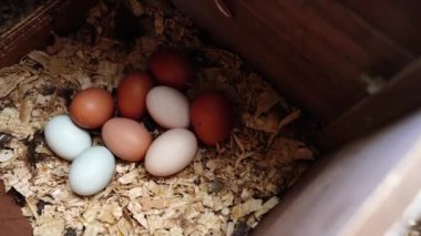  Avustralya 'da bir tarlada otlayan damızlık sığır ve sığır eti. saman ve tohum yiyorlar. Türleri arasında benekli park, Murray Grey, Angus, Brangus ve Wagyu bulunur..