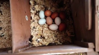  Avustralya 'da bir tarlada otlayan damızlık sığır ve sığır eti. saman ve tohum yiyorlar. Türleri arasında benekli park, Murray Grey, Angus, Brangus ve Wagyu bulunur..