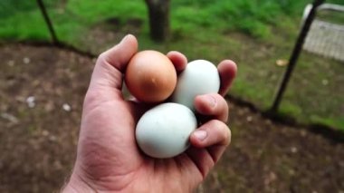  Avustralya 'da bir tarlada otlayan damızlık sığır ve sığır eti. saman ve tohum yiyorlar. Türleri arasında benekli park, Murray Grey, Angus, Brangus ve Wagyu bulunur..