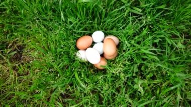  Avustralya 'da bir tarlada otlayan damızlık sığır ve sığır eti. saman ve tohum yiyorlar. Türleri arasında benekli park, Murray Grey, Angus, Brangus ve Wagyu bulunur..