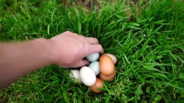  Avustralya 'da bir tarlada otlayan damızlık sığır ve sığır eti. saman ve tohum yiyorlar. Türleri arasında benekli park, Murray Grey, Angus, Brangus ve Wagyu bulunur..