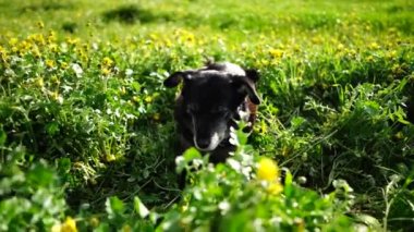  Avustralya 'da bir tarlada otlayan damızlık sığır ve sığır eti. saman ve tohum yiyorlar. Türleri arasında benekli park, Murray Grey, Angus, Brangus ve Wagyu bulunur..