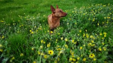  Avustralya 'da bir tarlada otlayan damızlık sığır ve sığır eti. saman ve tohum yiyorlar. Türleri arasında benekli park, Murray Grey, Angus, Brangus ve Wagyu bulunur..