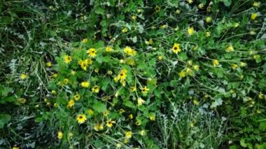  Avustralya 'da bir tarlada otlayan damızlık sığır ve sığır eti. saman ve tohum yiyorlar. Türleri arasında benekli park, Murray Grey, Angus, Brangus ve Wagyu bulunur..